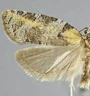Acleris gloveranus