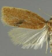 Argyrotaenia dorsalana