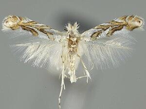 Phyllonorycter arbutusella