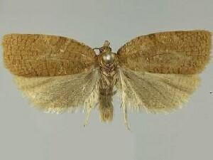Aphelia alleniana