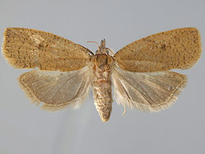 Sparganothoides machimiana