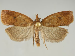 Sparganothoides hydeana