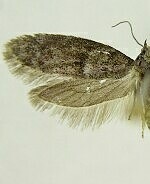 Wockia asperipunctella