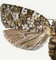 Pandemis coniferana