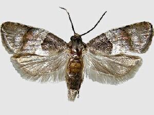 Larisa subsolana