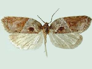 Acleris inana