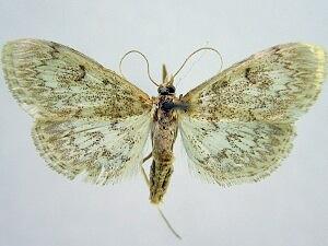 Anania quebecensis