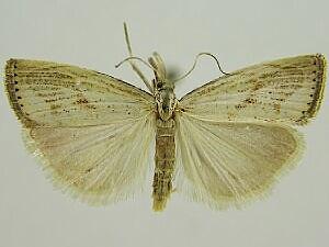 Agriphila ruricolellus