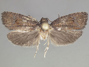 Gymnandrosoma orarum