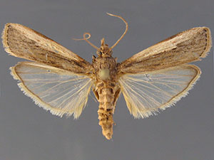 Anypsipyla univitella