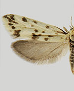 Greya punctiferella