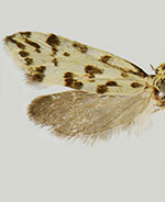 Greya punctiferella