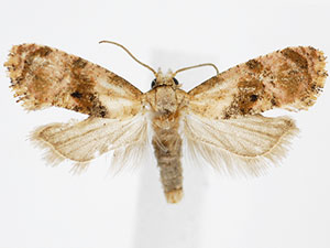 Thyraylia voxcana