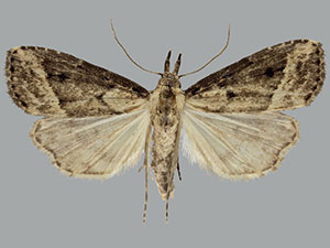 Hypenopsis calusa