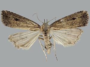Hypenopsis calusa