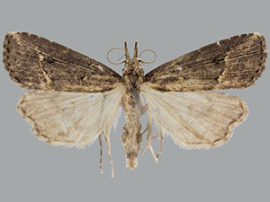Hypenopsis calusa