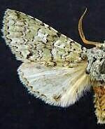 Feralia meadowsi