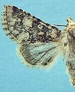 Unciella flagrantis
