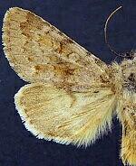 Lasionycta impingens