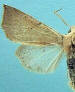 Perigonica fulminans