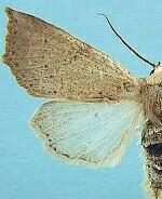 Perigonica fulminans