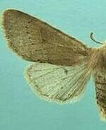 Orthosia flaviannula