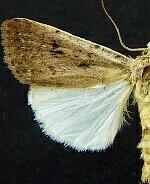 Anicla simplicius