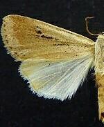 Anicla simplicius