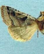 Cerastis robertsoni