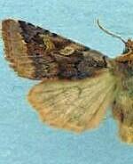 Cerastis gloriosa