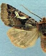 Cerastis gloriosa