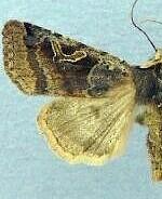 Cerastis cornuta