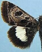 Heliothis belladonna