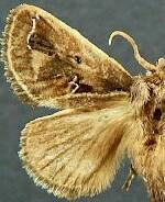 Euclea obliqua