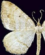 Macaria umbriferata