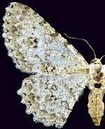 Stenoporpia dionaria