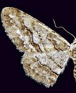 Stenoporpia graciella