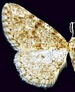 Nepterotaea obliviscata