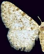 Nepterotaea obliviscata