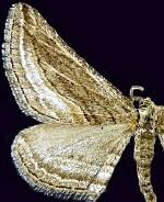 Chesiadodes simularia