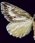 Parexcelsa ultraria