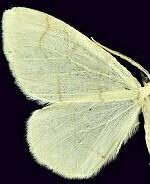 Lambdina phantoma