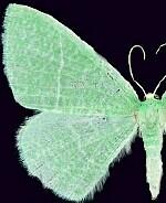 Nemoria mutaticolor