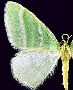 Nemoria albaria