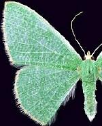 Nemoria strigataria