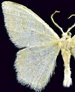 Xerochlora martinaria