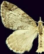 Hydriomena regulata