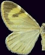 Stamnodes seiferti