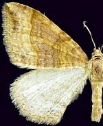 Xanthorhoe offensaria