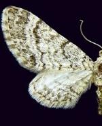 Eupithecia monacheata